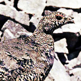Willow Ptarmigan