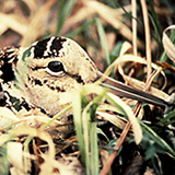 Woodcock
