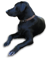 Ultimate Upland Mascot